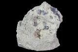 Purple/Gray Fluorite Cluster - Marblehead Quarry Ohio #81196-1